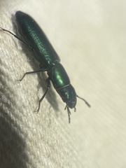 Temnoscheila virescens