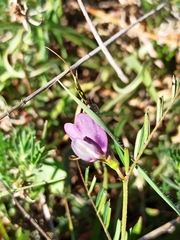 Vicia peregrina