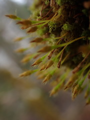 Ulota obtusiuscula