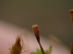 Ulota obtusiuscula