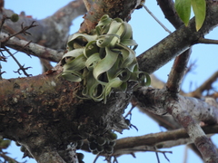 Tillandsia streptophylla