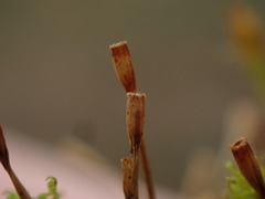 Ulota obtusiuscula