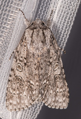 Acronicta impleta