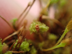 Ulota obtusiuscula