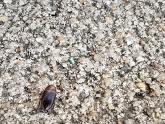 Copelatus caelatipennis