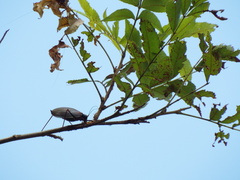 Pterophylla beltrani