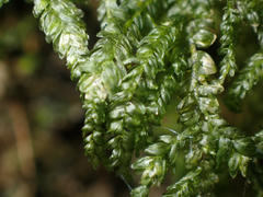 Thamnobryum neckeroides