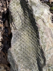 Lepidodendron