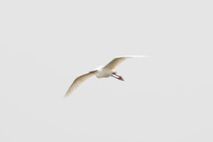 Egretta garzetta
