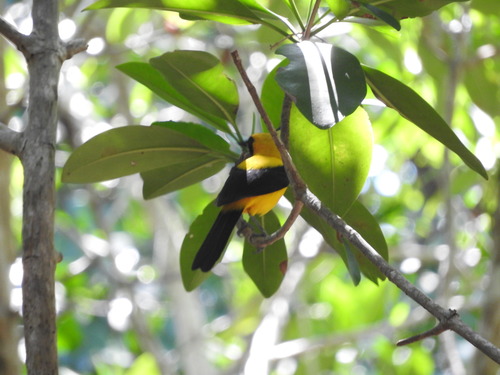 Yellow-backed Oriole (Icterus chrysater), photo 3
