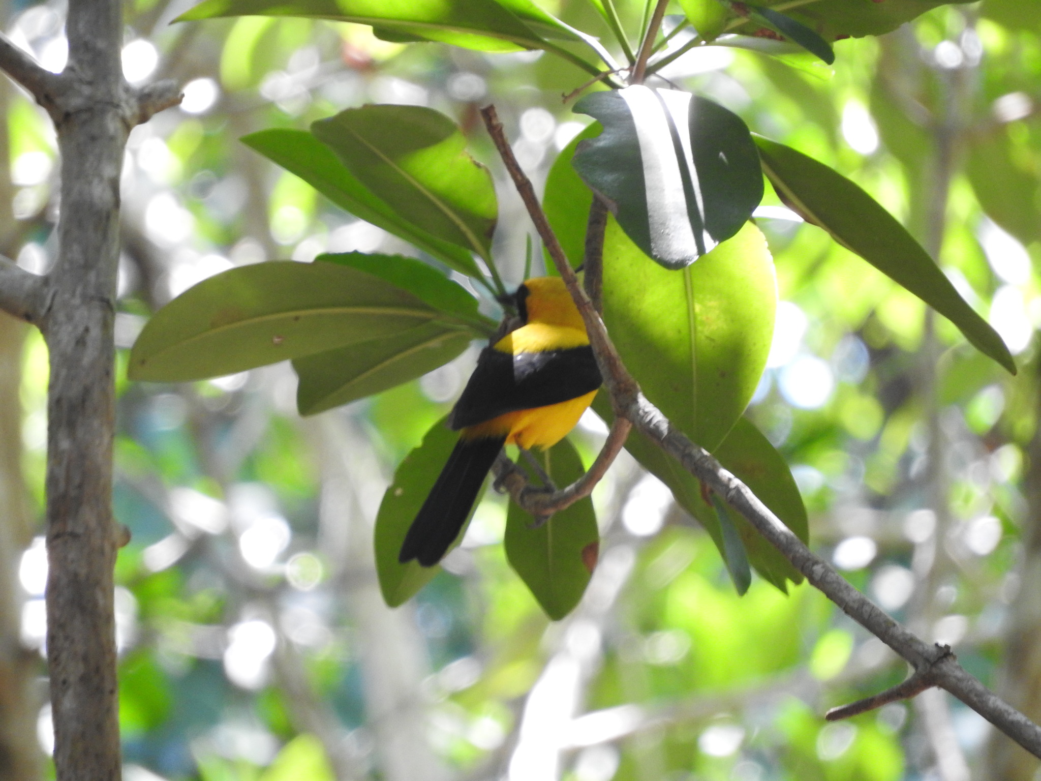 Yellow-backed Oriole (Icterus chrysater)