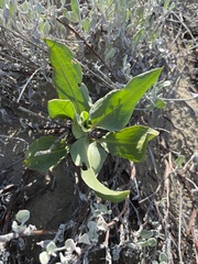 Rumex venosus