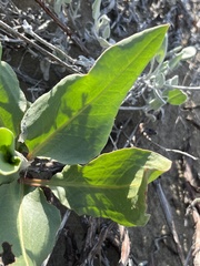 Rumex venosus