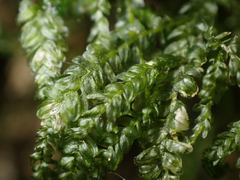 Thamnobryum neckeroides