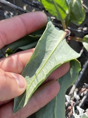 Rumex venosus