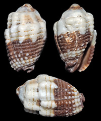 Condylomitra tuberosa