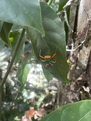 Paryphes