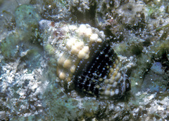 Condylomitra tuberosa