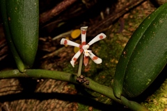 Trichoglottis mindanaensis