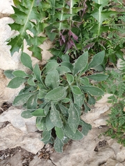 Silene andryalifolia