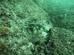 Urobatis concentricus