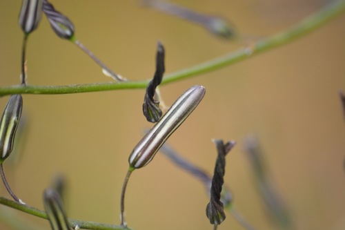 wavy-leafed soap plant