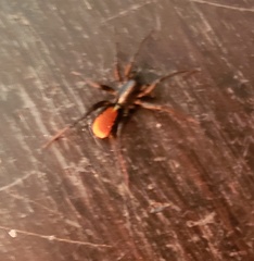 Castianeira occidens