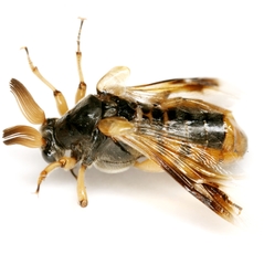Ripiphorus rex