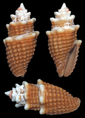 Condylomitra bernhardina