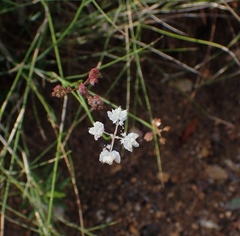 Xanthosia atkinsoniana