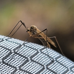 Tricyphona