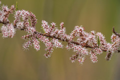 Tamarix