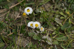 Bellis perennis