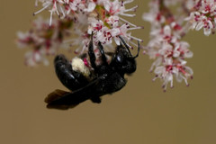 Anthophila