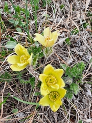 Pulsatilla albana