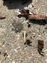 Synanthedon exitiosa