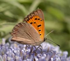 Lycaena phlaeas