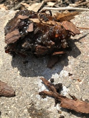 Synanthedon exitiosa