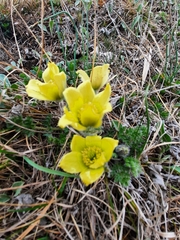 Pulsatilla albana