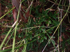 Xanthosia atkinsoniana