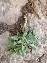 Silene andryalifolia