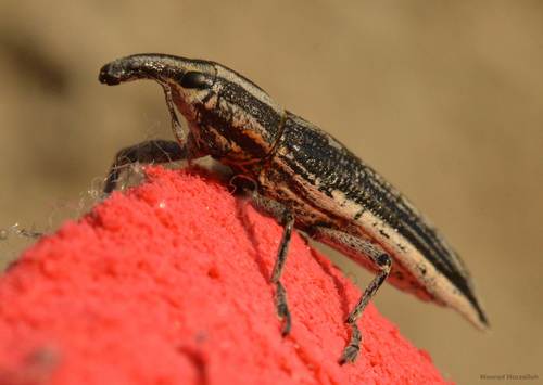 Lixus anguinus