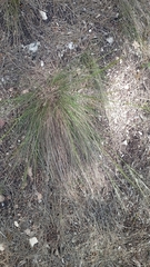 Stipa juncea