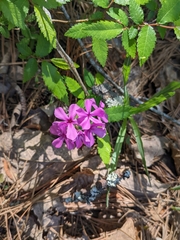 Phlox amoena