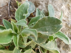 Silene andryalifolia