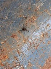 Araneae