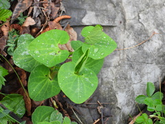 Aristolochia pallida