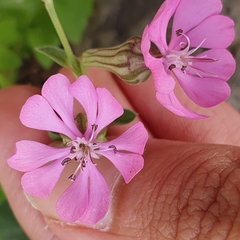 Silene colorata image