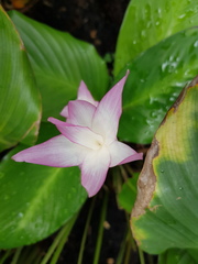 Goeppertia loeseneri