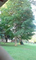 Albizia tanganyicensis